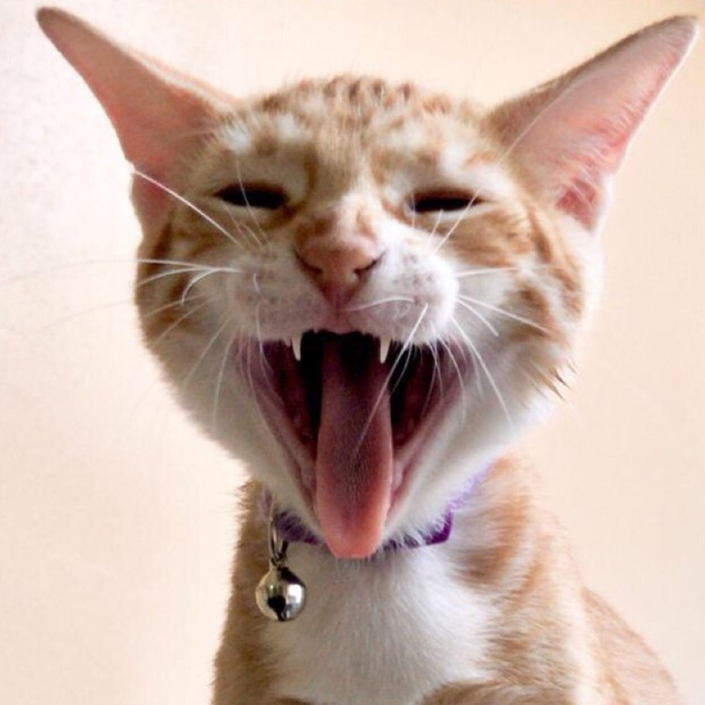 Meet your Posher, Gerry